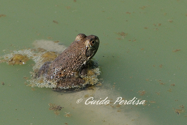 giovane rana toro - Lithobates catesbeianus (prov. Bologna)